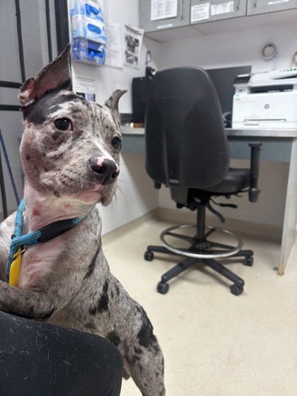 PATISSERIE - Unknown available for adoption