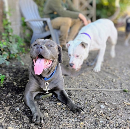 CLARA - Cane Corso Mastiff available for adoption