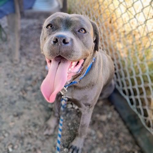 CLARA - Cane Corso Mastiff available for adoption