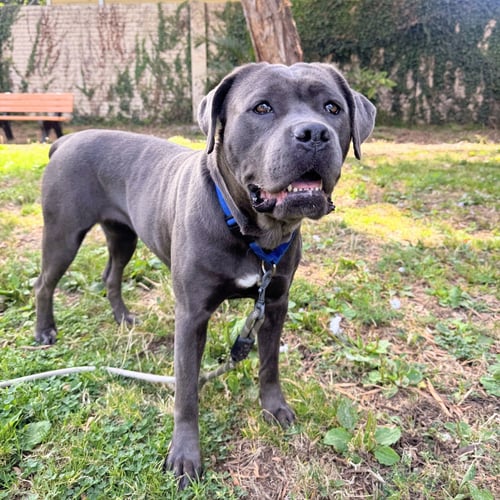 CLARA - Cane Corso Mastiff available for adoption