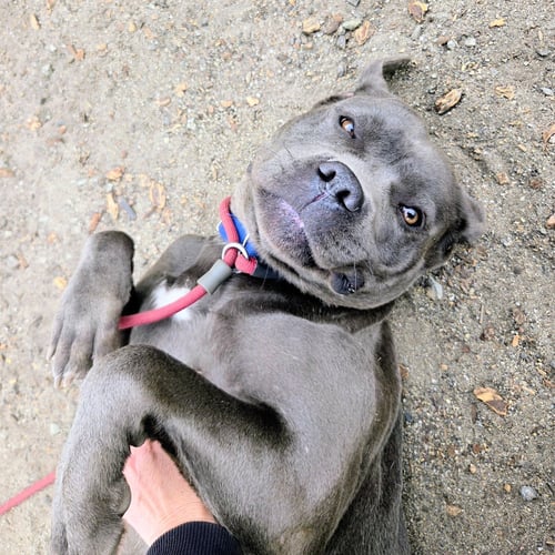 CLARA - Cane Corso Mastiff available for adoption