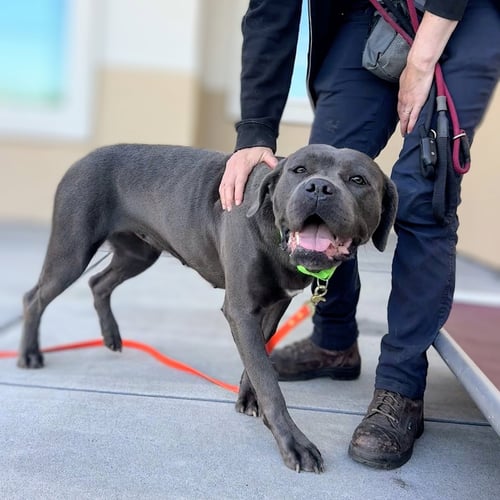 CLARA - Cane Corso Mastiff available for adoption