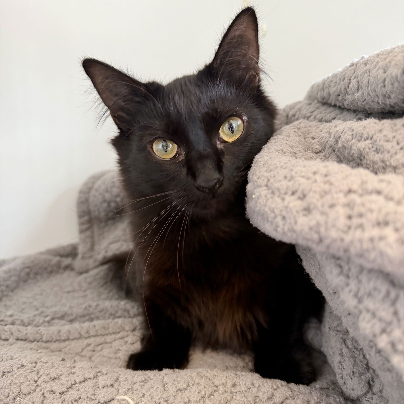 PONYO (BONDED W/KIKI) - Domestic Short Hair available for adoption