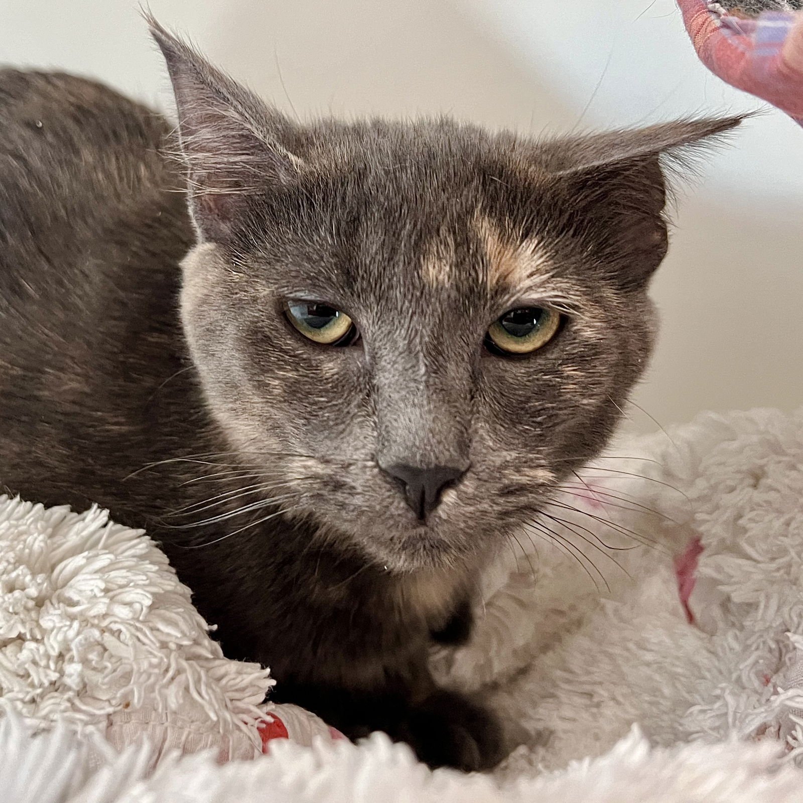 FLURRY (BONDED W/FIZZ) - Domestic Short Hair available for adoption