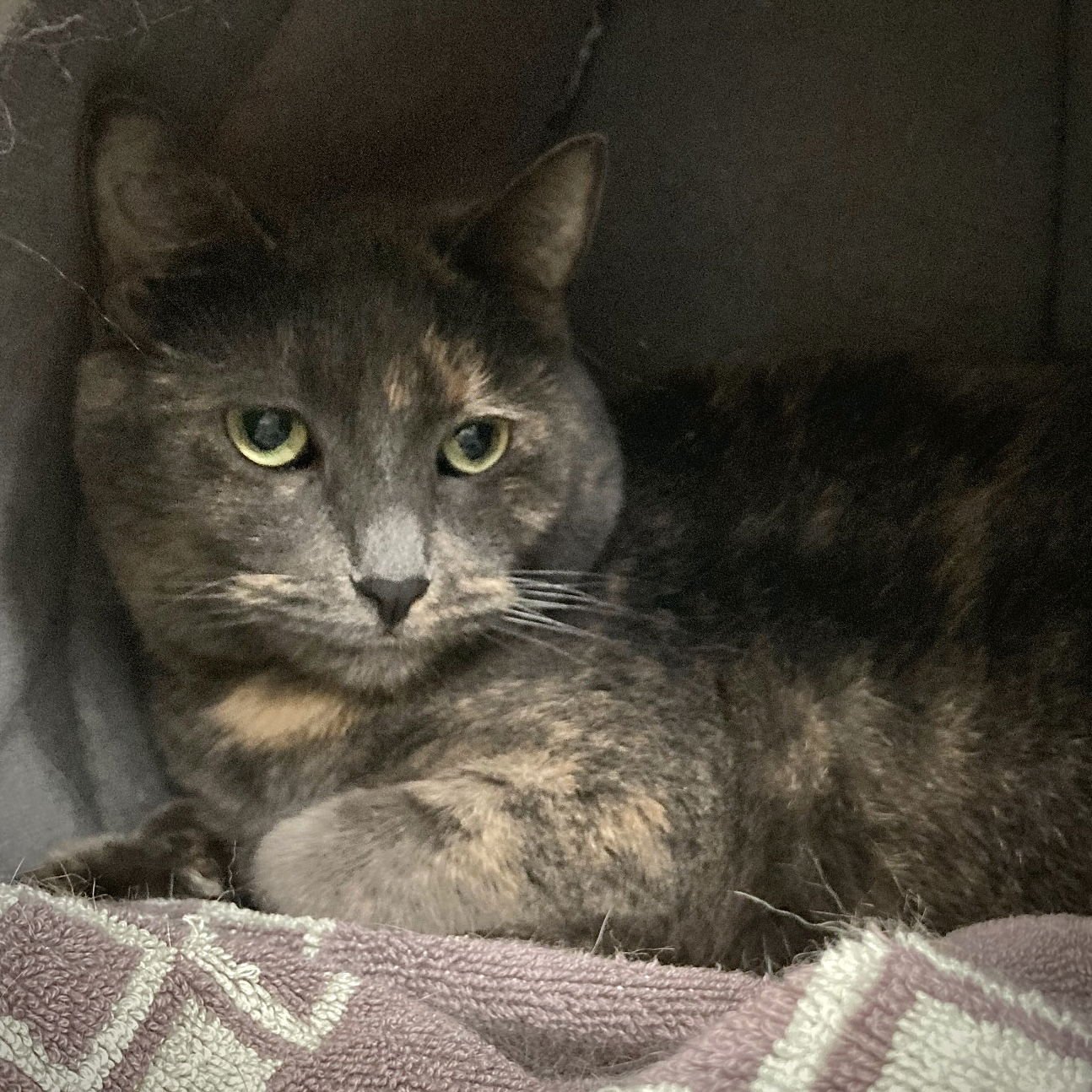 FLURRY (BONDED W/FIZZ) - Domestic Short Hair available for adoption