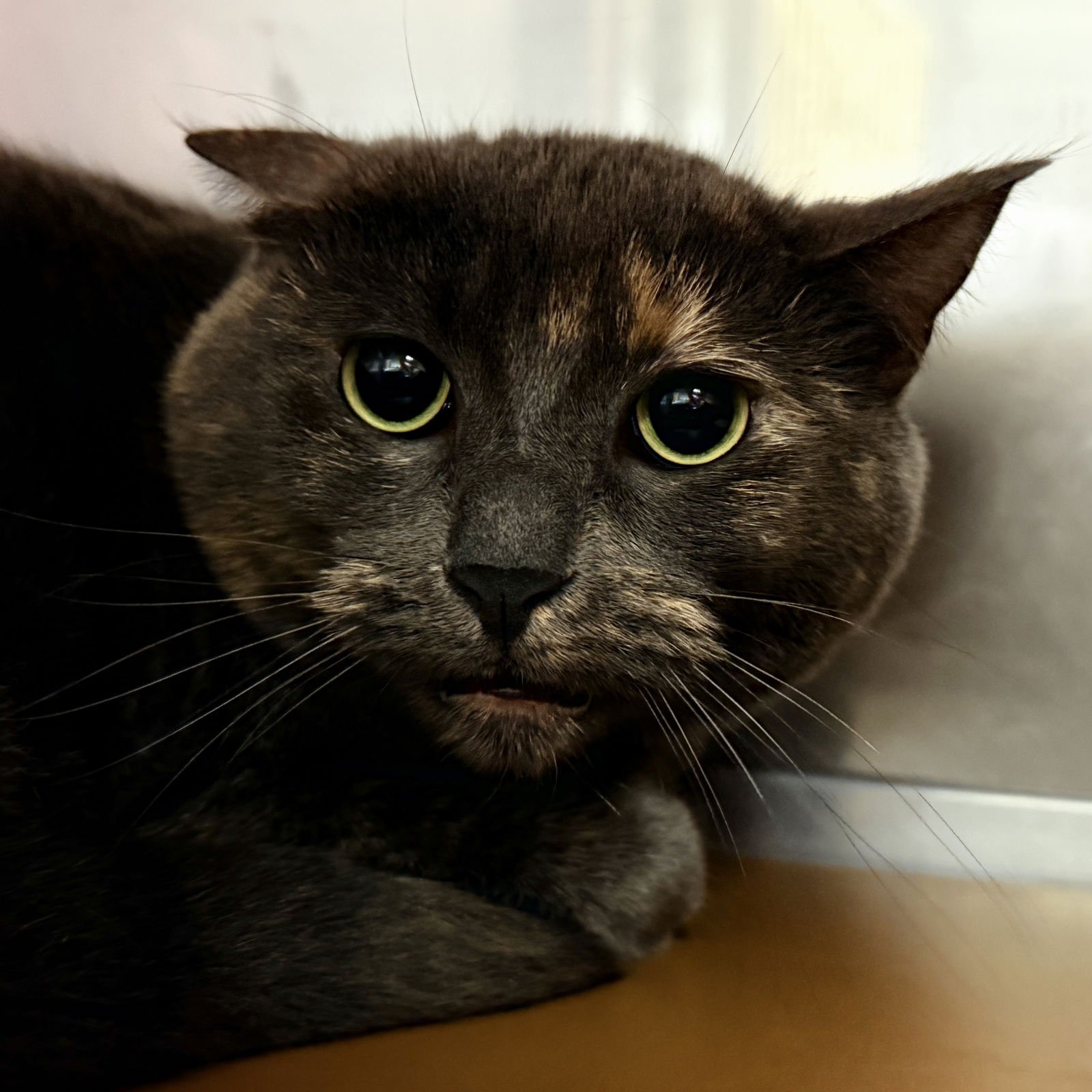 Flurry (bonded w/Fizz) - Photo 3