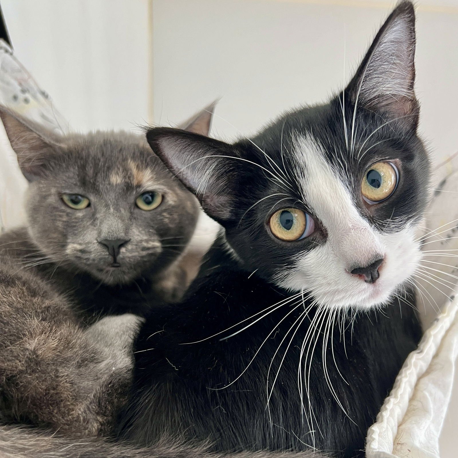 Flurry (bonded w/Fizz) - Photo 4