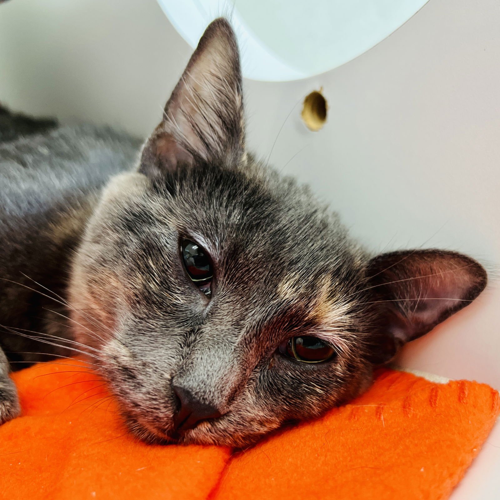 Flurry (bonded w/Fizz) - Photo 5