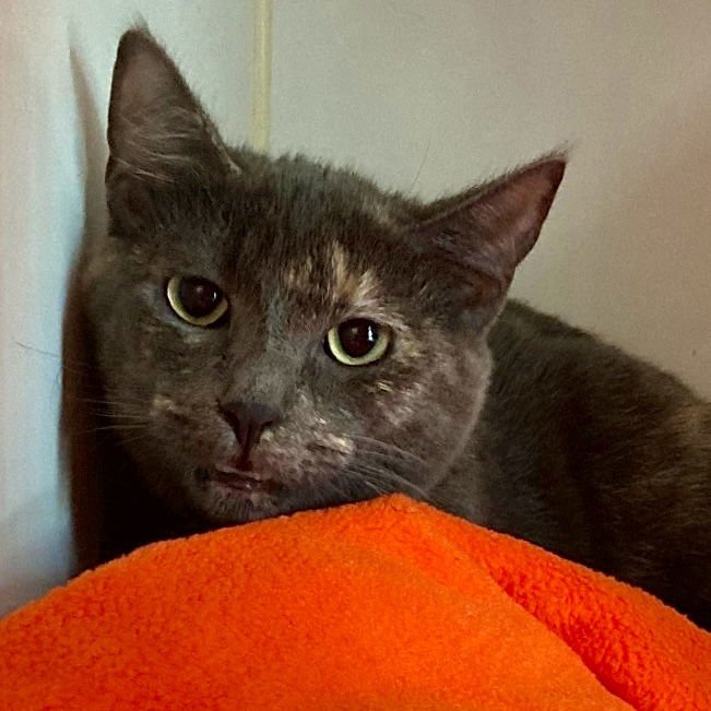 Flurry (bonded w/Fizz) - Photo 6