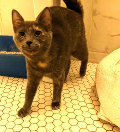 Flurry (bonded w/Fizz) - Photo 7