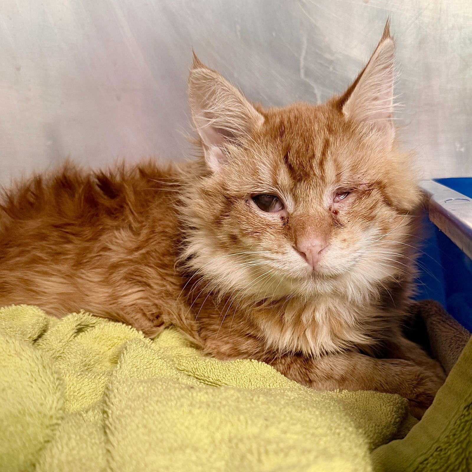 TOMMY O - Domestic Medium Hair available for adoption