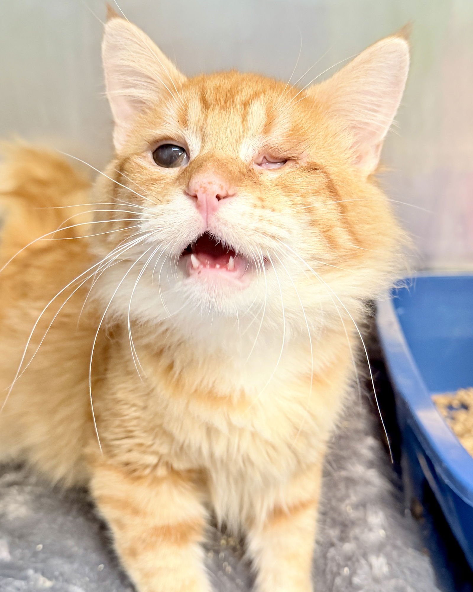 TOMMY O - Domestic Medium Hair available for adoption