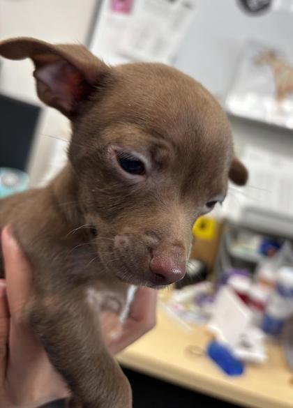 LOUISE - Chihuahua available for adoption