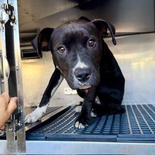 RONAN - American Pit Bull Terrier available for adoption