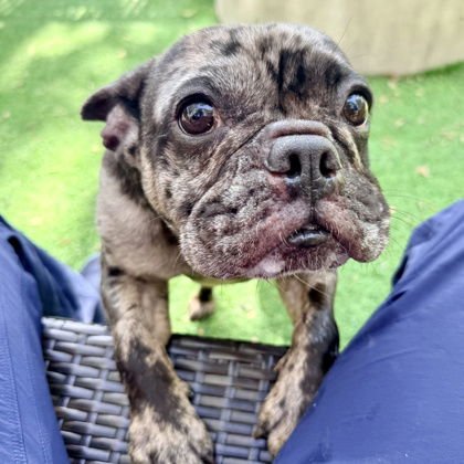 RYLO - French Bulldog available for adoption