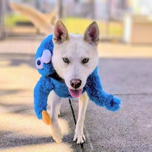 BUMPER - Husky available for adoption