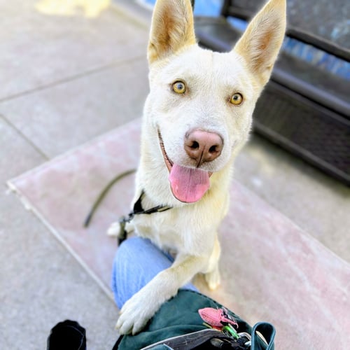 BUMPER - Husky available for adoption