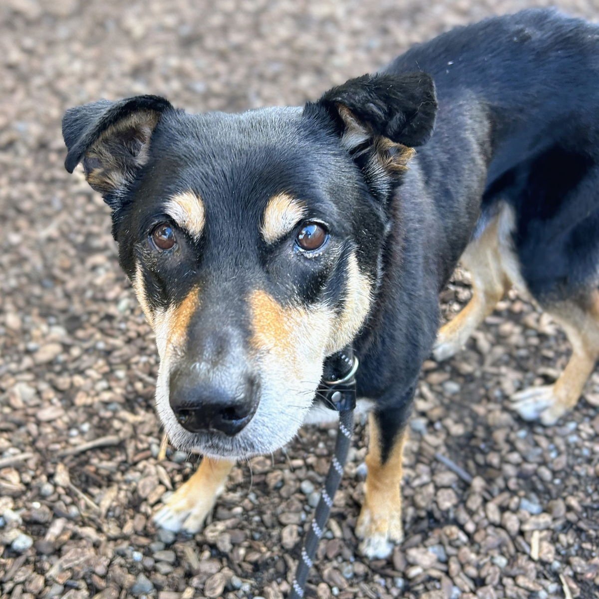 TUSCANY - Shepherd available for adoption