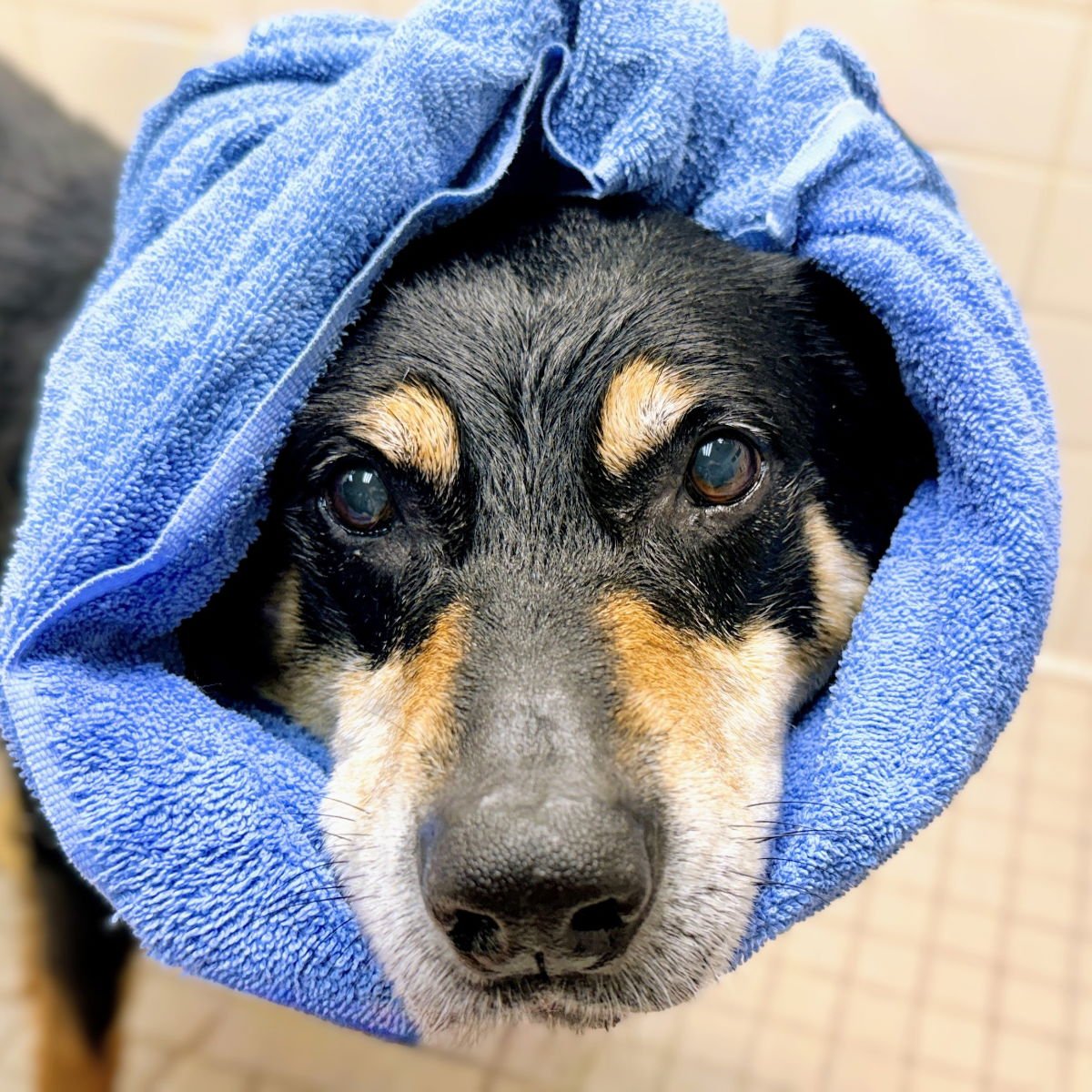 TUSCANY - Shepherd available for adoption