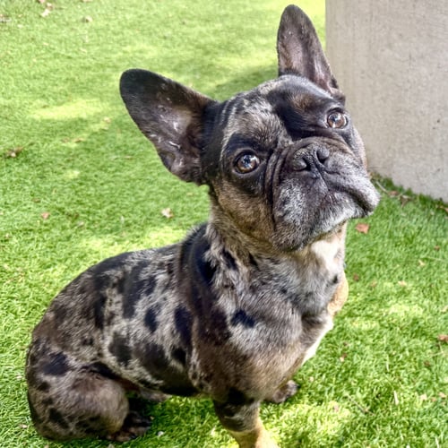 ASHER - French Bulldog available for adoption