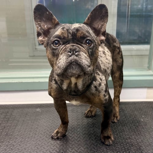 ASHER - French Bulldog available for adoption