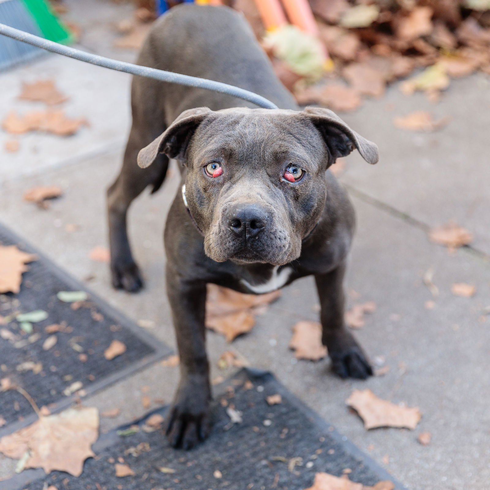 BUTTERFLY - Pit Bull Terrier available for adoption