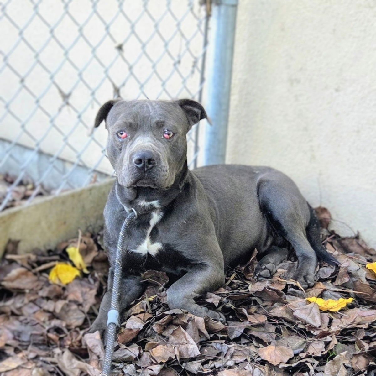 BUTTERFLY - Pit Bull Terrier available for adoption