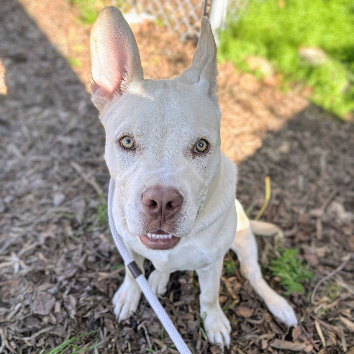 CRUMB - American Pit Bull Terrier available for adoption