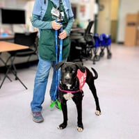 Raider - Photo 5