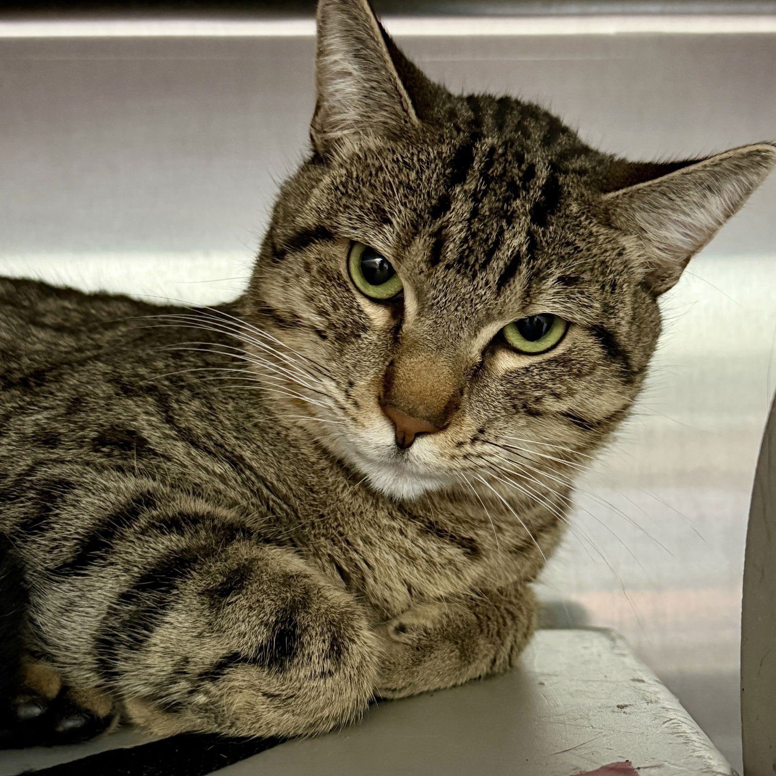 CHOWDER - Domestic Short Hair available for adoption