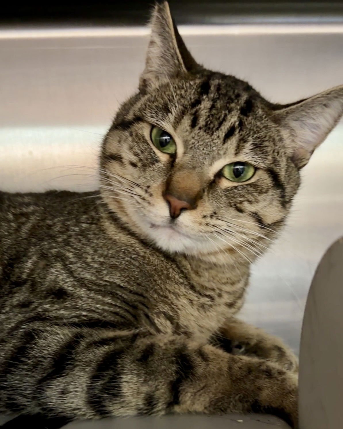 CHOWDER - Domestic Short Hair available for adoption