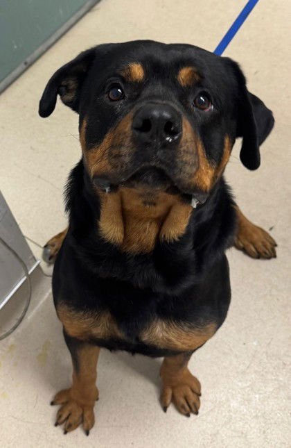 MCLOVIN - Rottweiler available for adoption