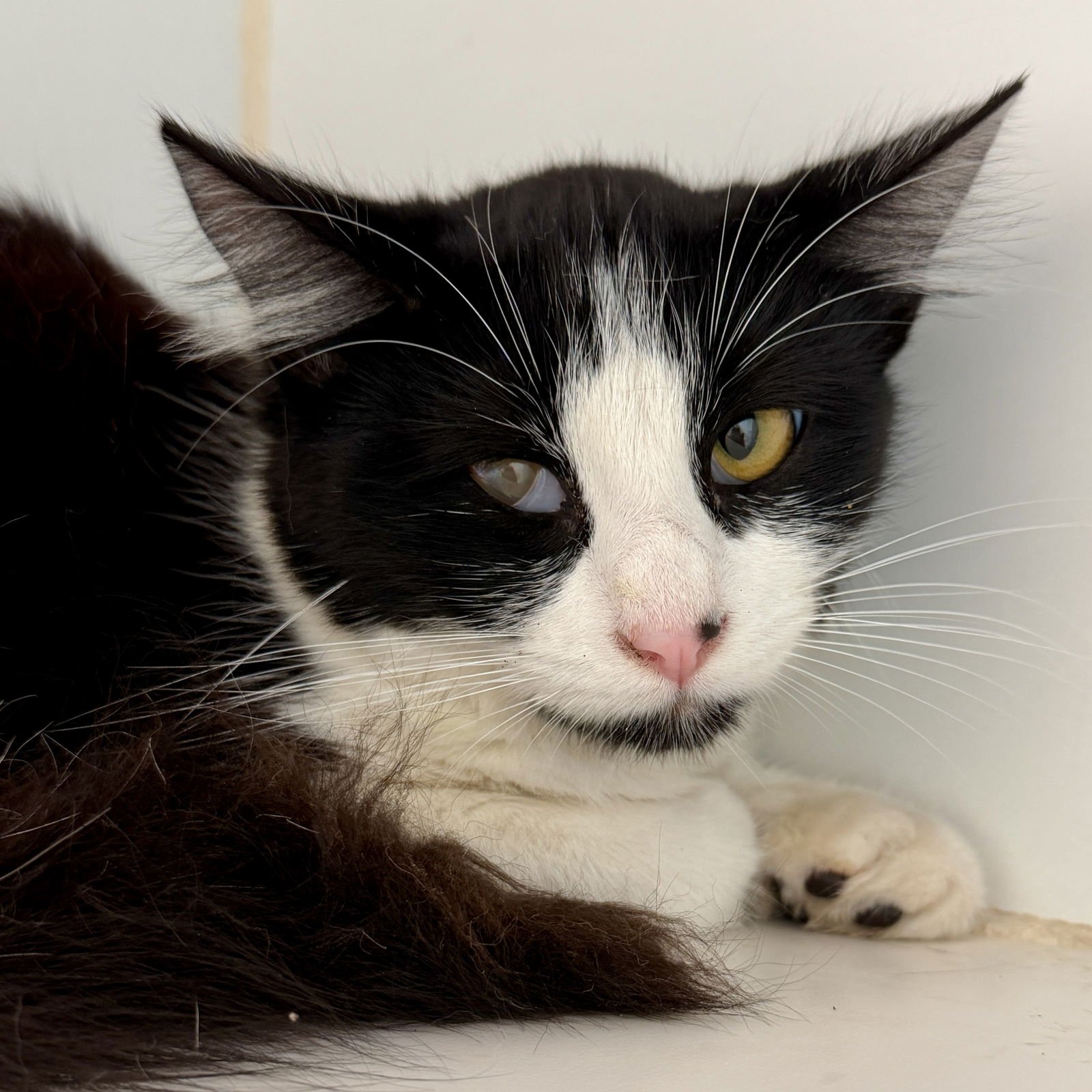 MAMBO - Domestic Short Hair available for adoption