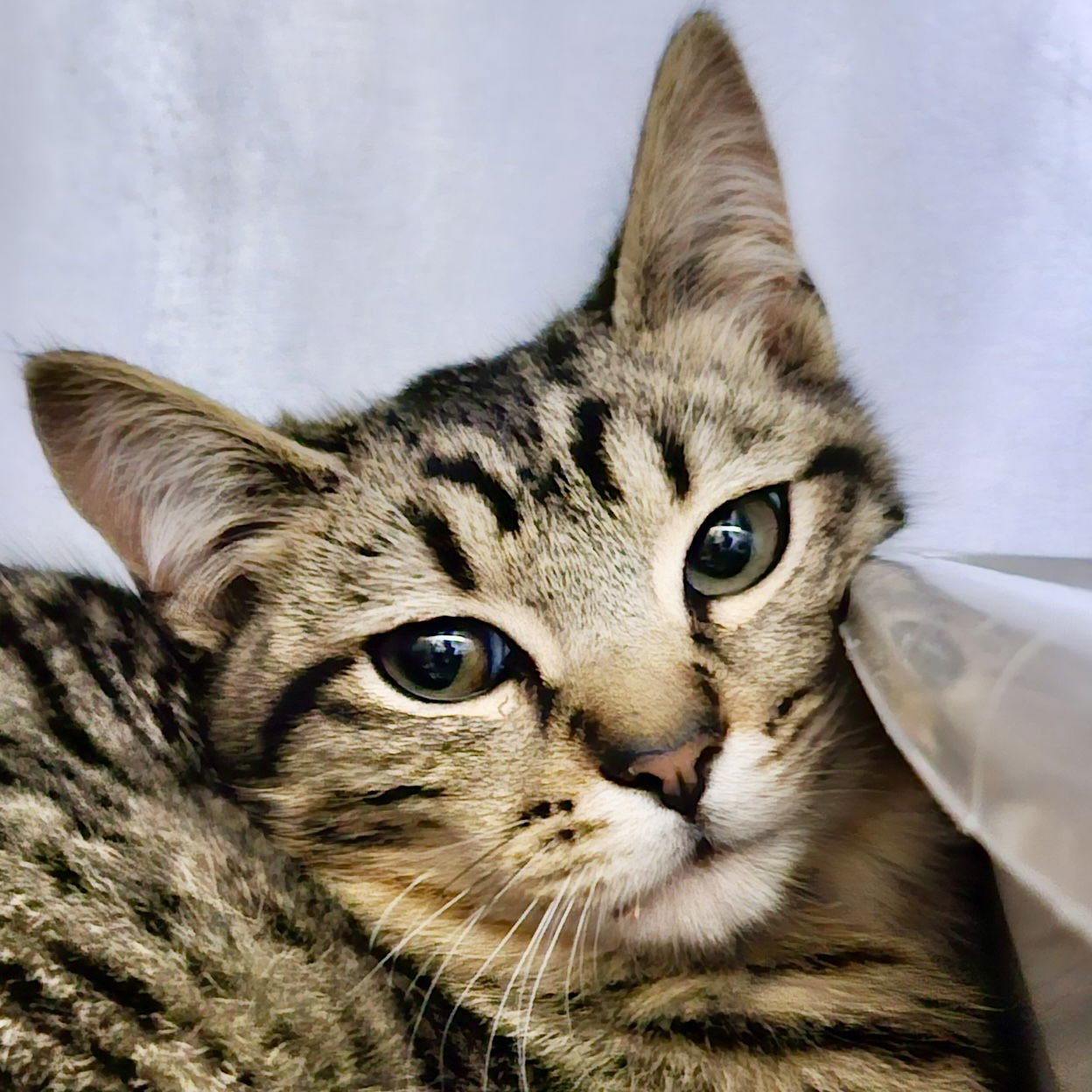 PRIMROSE (BONDED W/ HAWTHORNE) - Domestic Short Hair available for adoption