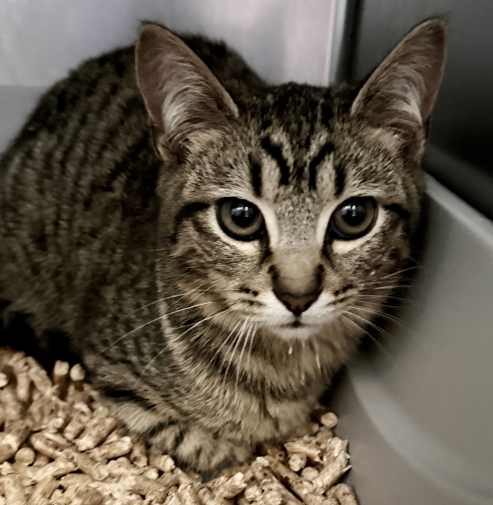 PRIMROSE (BONDED W/ HAWTHORNE) - Domestic Short Hair available for adoption