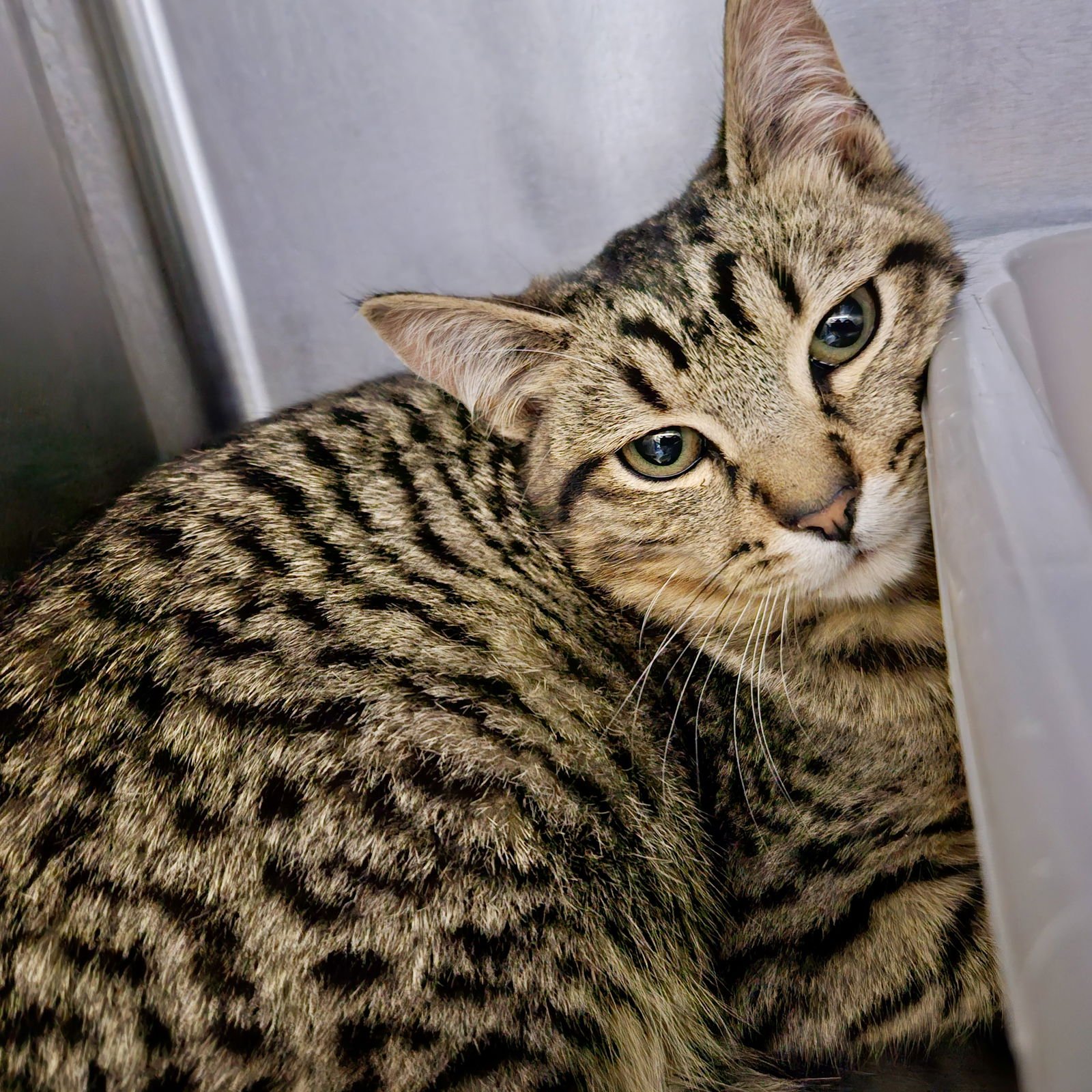 Primrose (bonded w/ Hawthorne) - Photo 3