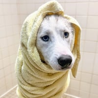 Palomino - Photo 4