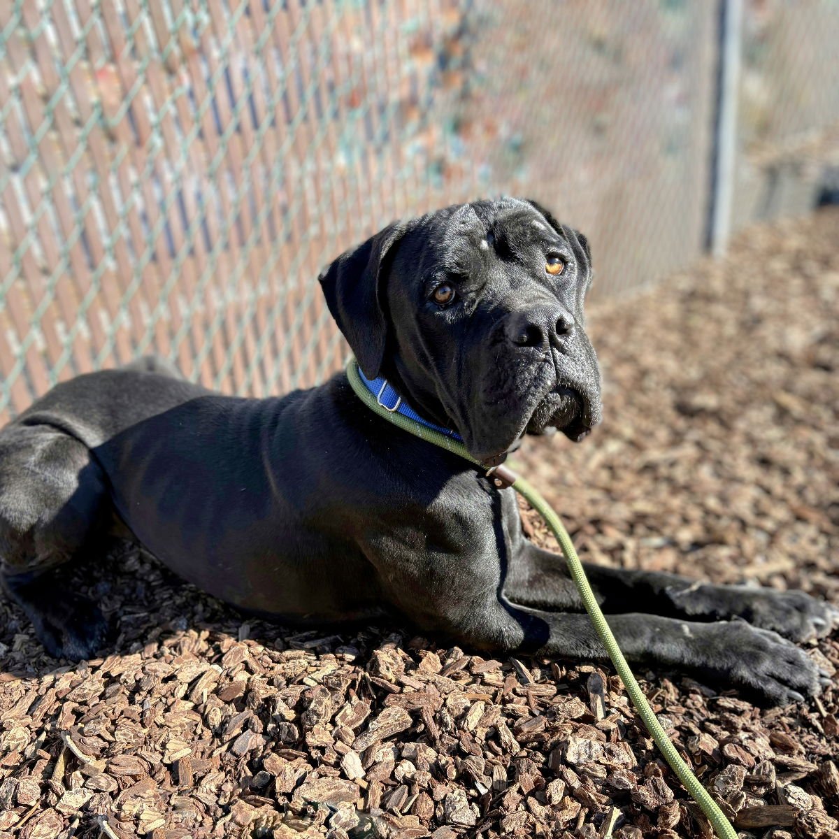 TORONTO - Cane Corso Mastiff available for adoption