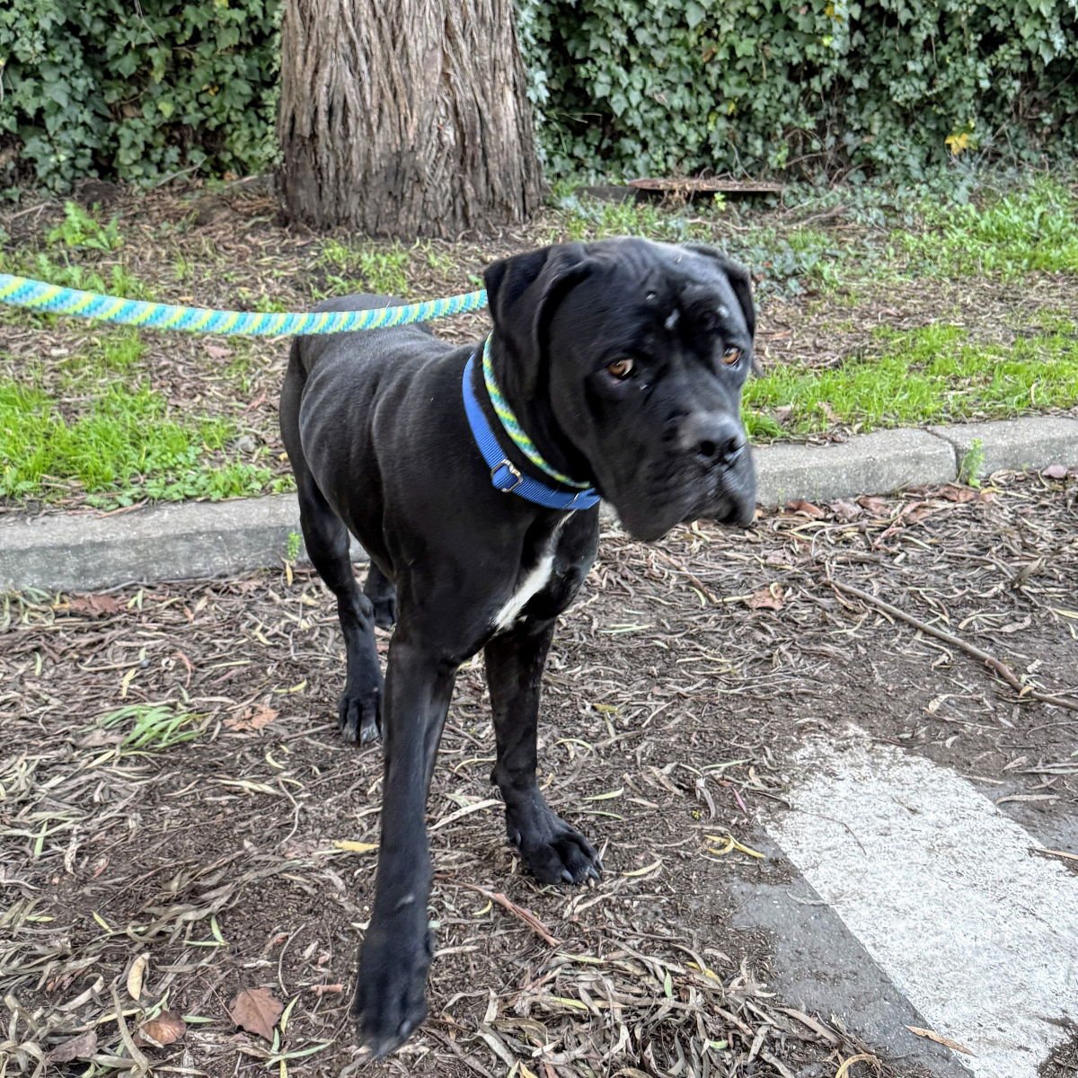 TORONTO - Cane Corso Mastiff available for adoption