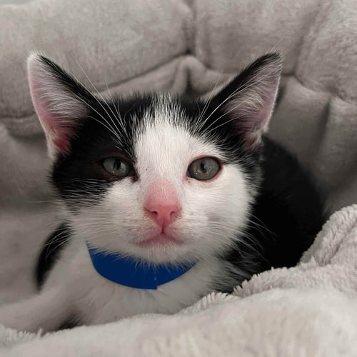 PANCAKES (BONDED W/ AVA) - Domestic Short Hair available for adoption