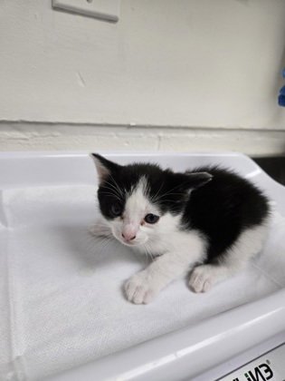 PANCAKES (BONDED W/ AVA) - Domestic Short Hair available for adoption