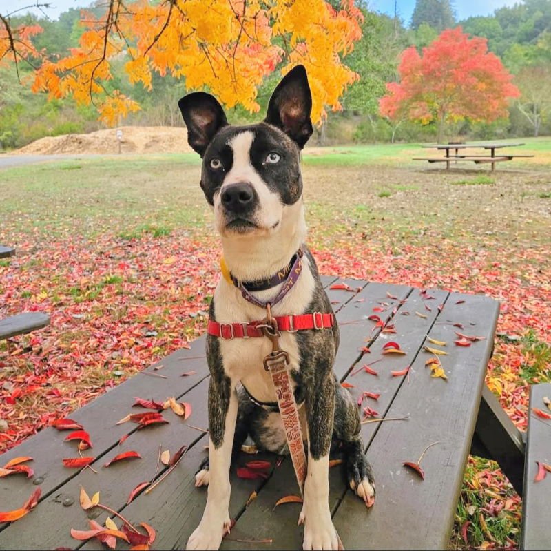 IZZY - Shepherd / American Pit Bull Terrier available for adoption