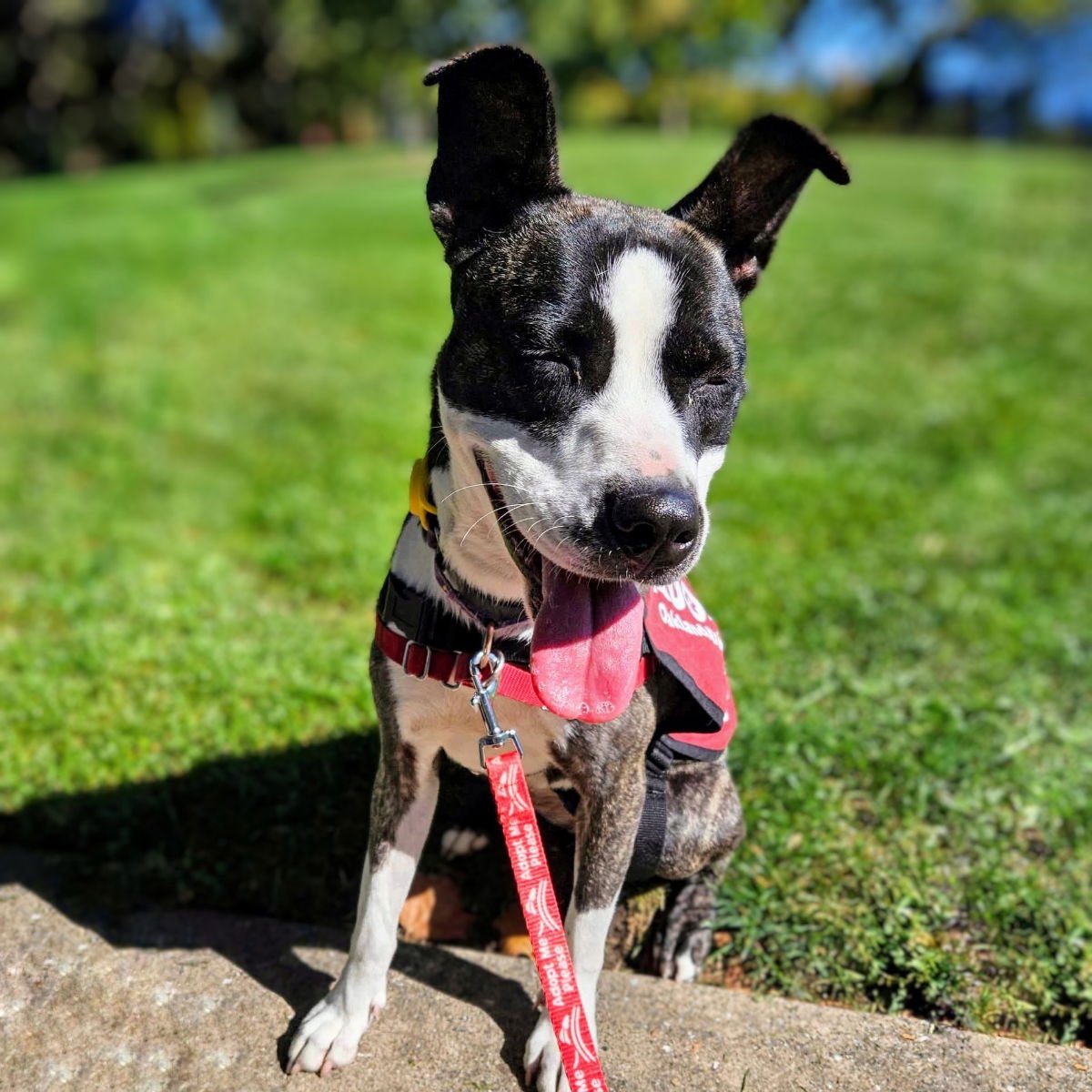 IZZY - Shepherd / American Pit Bull Terrier available for adoption