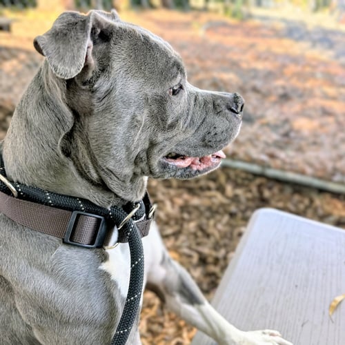TWIGGY - Pit Bull Terrier available for adoption