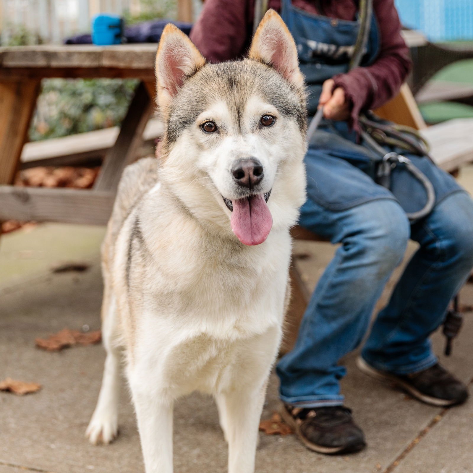 ELORA - Husky available for adoption