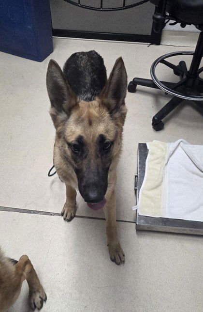 LYRA - German Shepherd Dog available for adoption