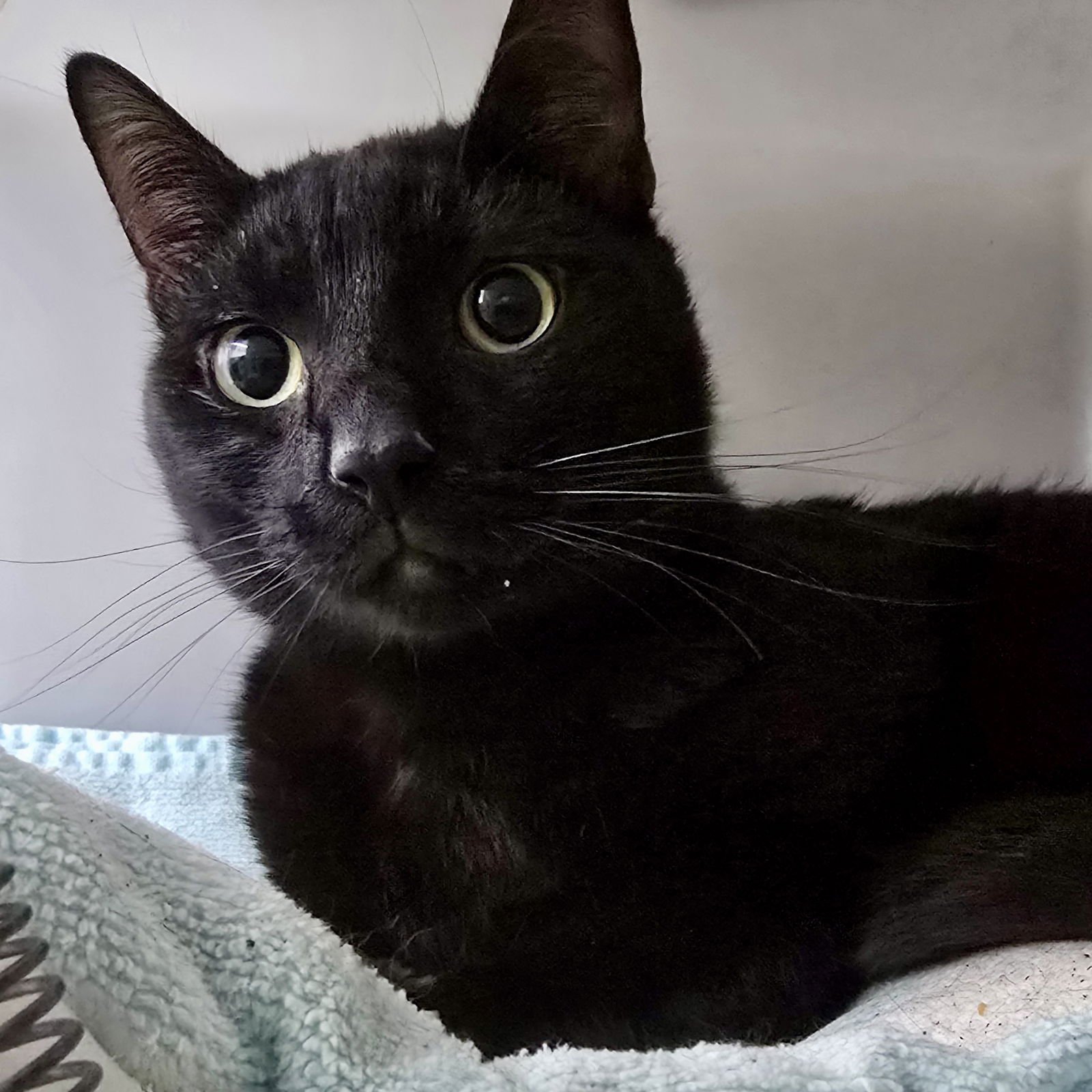 THUNDERSONG - Domestic Short Hair available for adoption