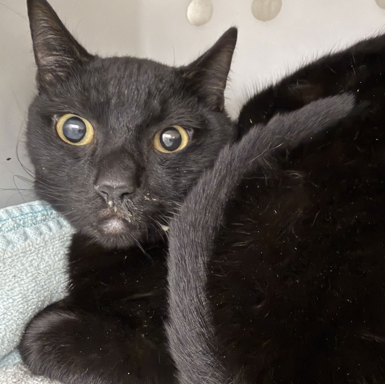 THUNDERSONG - Domestic Short Hair available for adoption