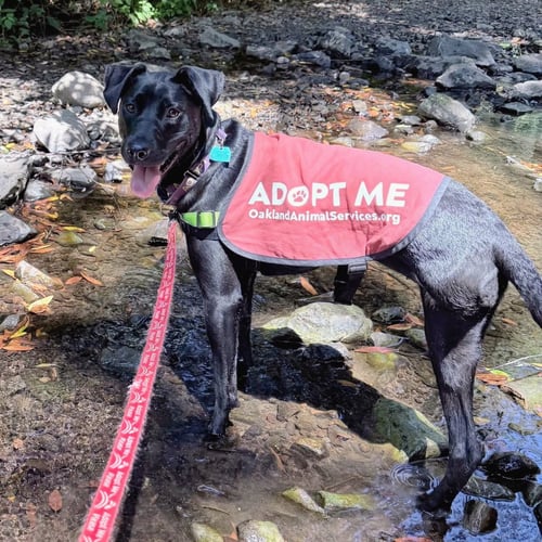 SUNFLOWER - American Pit Bull Terrier available for adoption
