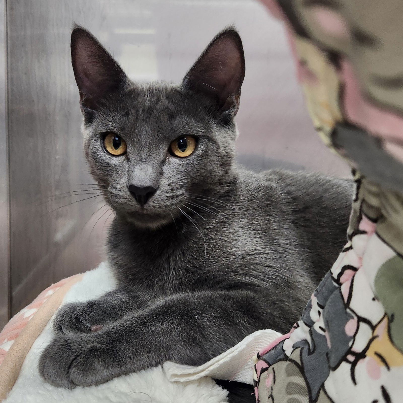 AMBERLY (BONDED W/ LUNELLE) - Domestic Short Hair available for adoption